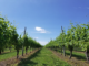 Lines of treees on a clear sky day at the North Fork Vineyard