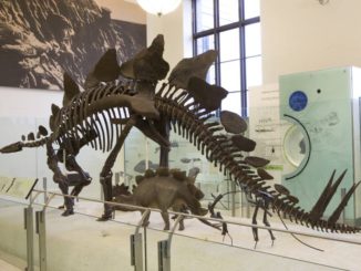 A Fossil of Stegosaurus on display at the American Museum of Natural History in New York City.