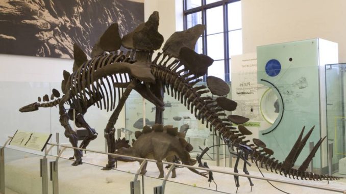 A Fossil of Stegosaurus on display at the American Museum of Natural History in New York City.