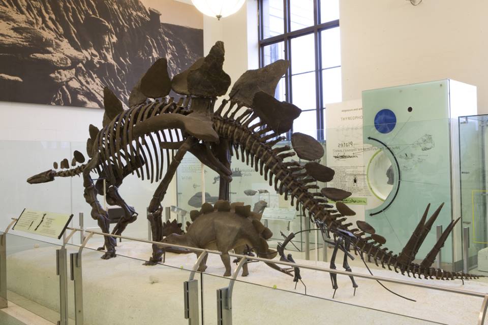 A Fossil of Stegosaurus on display at the American Museum of Natural History in New York City.