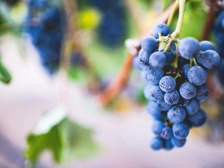 Ripe and juice grapes dangle from tree on day trip from New York