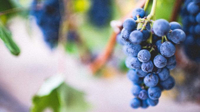 Ripe and juice grapes dangle from tree on day trip from New York