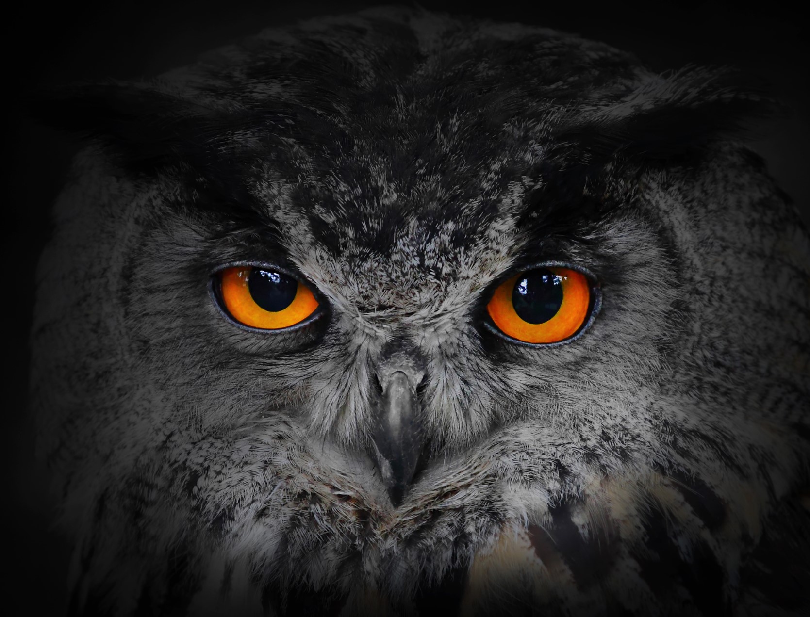 owl's orange eyes looking menacing at halloween in new york