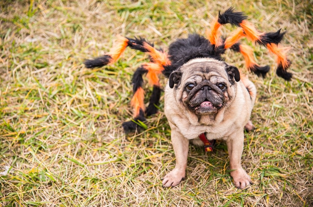 dog dressed in halloween outfit for halloween in New York