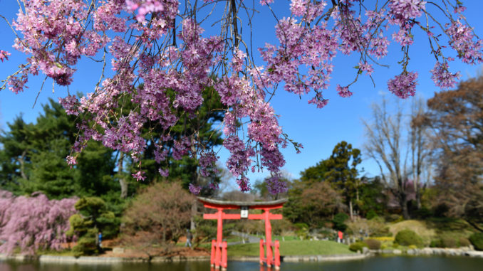 Beautiful botanical garden in Central Park, New York